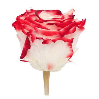 Preserved Lava Rose