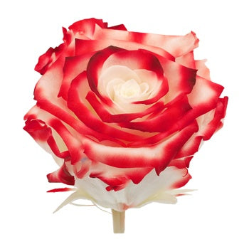 Preserved Lava Rose
