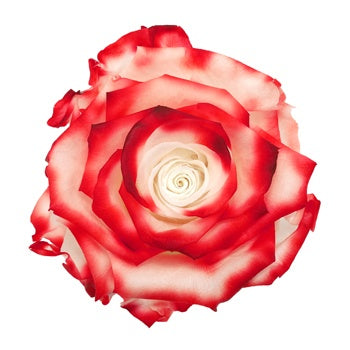 Preserved Lava Rose