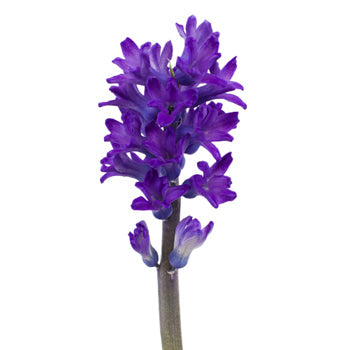 Hyacinth Violet Blue Flower