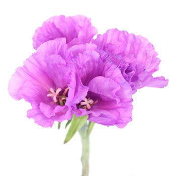Lavender Berry Godetia Wedding Flowers