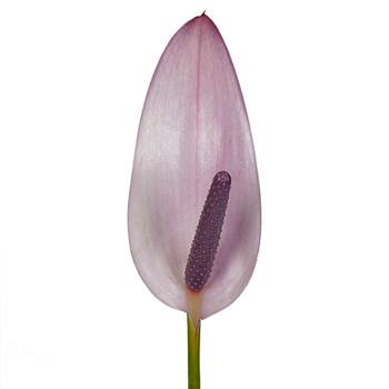 Lavender Lady Designer Anthurium Flower