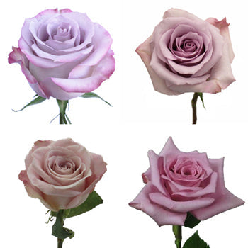 Lavender Roses