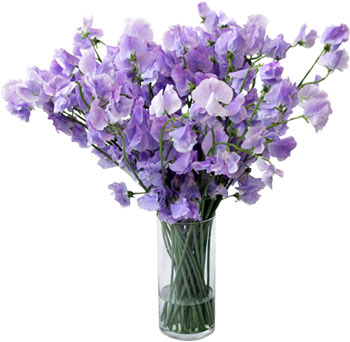 Lavender Designer Japanese Sweet Peas