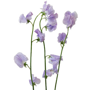 Lavender Designer Japanese Sweet Peas