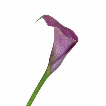Lavender Gem Mini Calla Lily