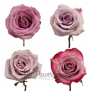 Pinky Purple Fresh Rose