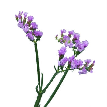 Tissue Culture Statice Lavender Flower