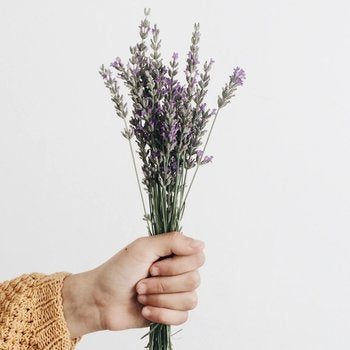 Aromatherapy Fresh Lavender Bunches