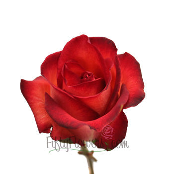 Legend Red Rose
