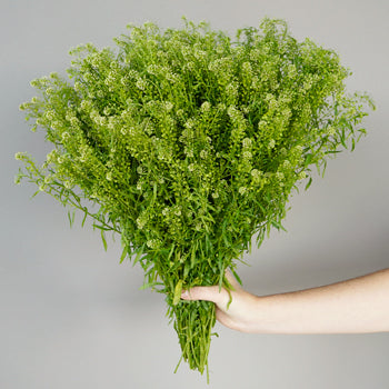 Wholesale greenery fresh pennycress filler flowers sold as bulk