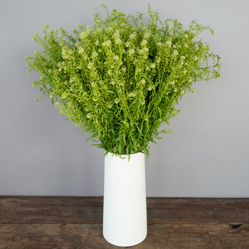Bulk greenery fresh pennycress filler flowers bunch sold near me