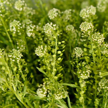Wedding greenery fresh pennycress filler flowers sold near me