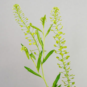 Single stem fresh cut greens pennycress filler flowers