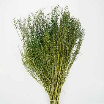 Green Dragon Dried Lepidium