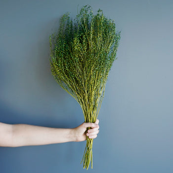 Green Dragon Dried Lepidium
