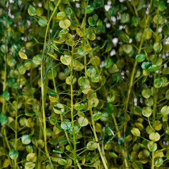 Green Dragon Dried Lepidium