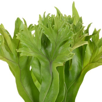 Lettuce Fern Tropical Greens