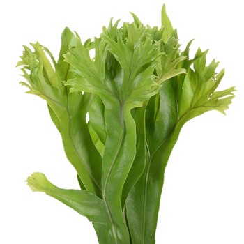 Lettuce Fern Tropical Greens