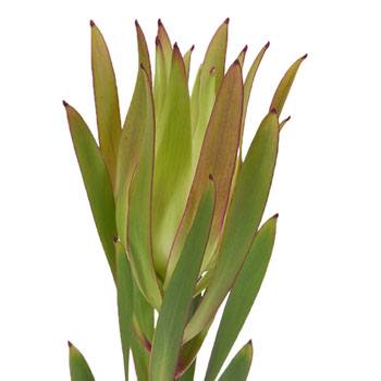 Chartreuse Citron Leucadendron