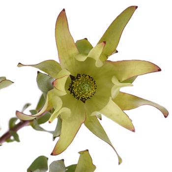 Mini Sandstorm Leucadendron