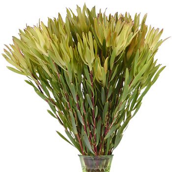 Mini Sandstorm Leucadendron