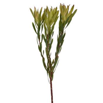 Mini Sandstorm Leucadendron