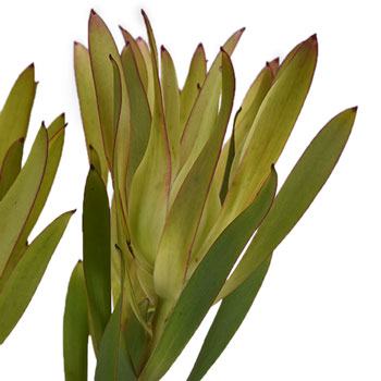 Mini Sandstorm Leucadendron