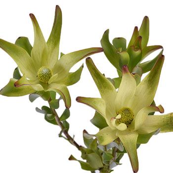 Twisted Citrus Tea Cup Leucadendron