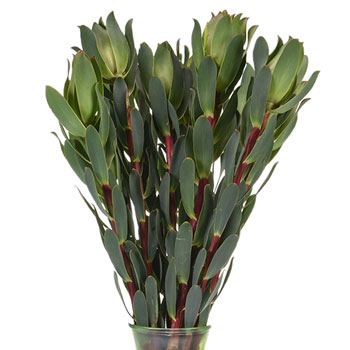 Mountain Rose Leucadendron