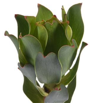 Mountain Rose Leucadendron