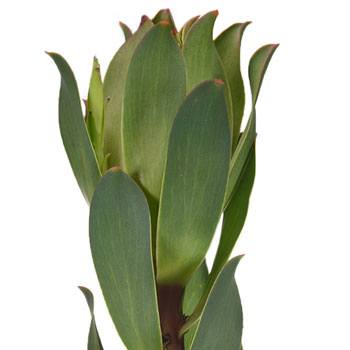 Mountain Rose Leucadendron