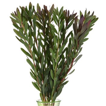 Jungle Safari Leucadendron Fresh Cut
