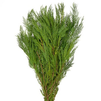 Leyland Cedar Greenery
