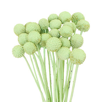 Mint Green Wholesale Craspedia Balls