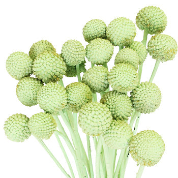 Mint Green Wholesale Craspedia Balls