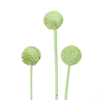 Mint Green Wholesale Craspedia Balls