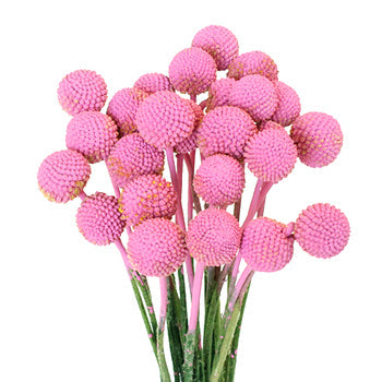 Bubble Gum Pink Bulk Billy Balls