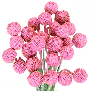 Bubble Gum Pink Bulk Billy Balls