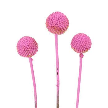 Bubble Gum Pink Bulk Billy Balls