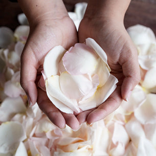 Dried Garden Rose Petals light Pink
