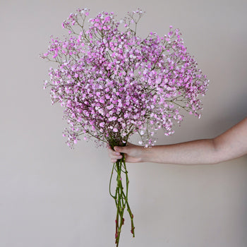 Light Pink Airbrushed Baby's Breath