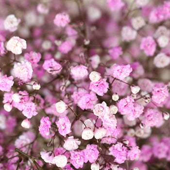 Light Pink Airbrushed Baby's Breath