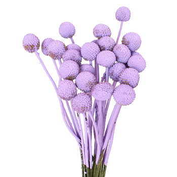 Lily Lavender Billy Ball Flower