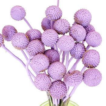Lily Lavender Billy Ball Flower