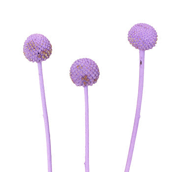 Lily Lavender Billy Ball Flower