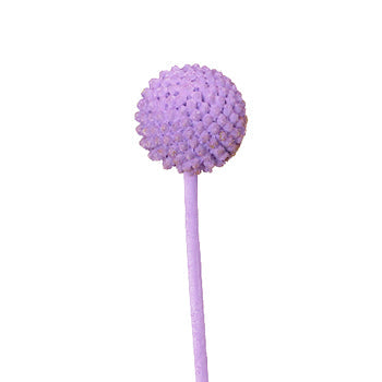 Lily Lavender Billy Ball Flower
