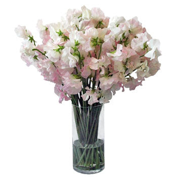 Light Pink Designer Japanese Sweet Peas