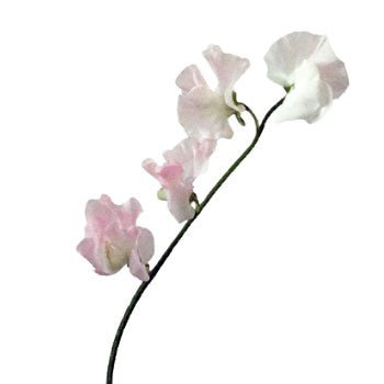 Light Pink Designer Japanese Sweet Peas