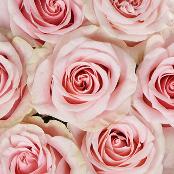 Valentines Light Pink Rose Special